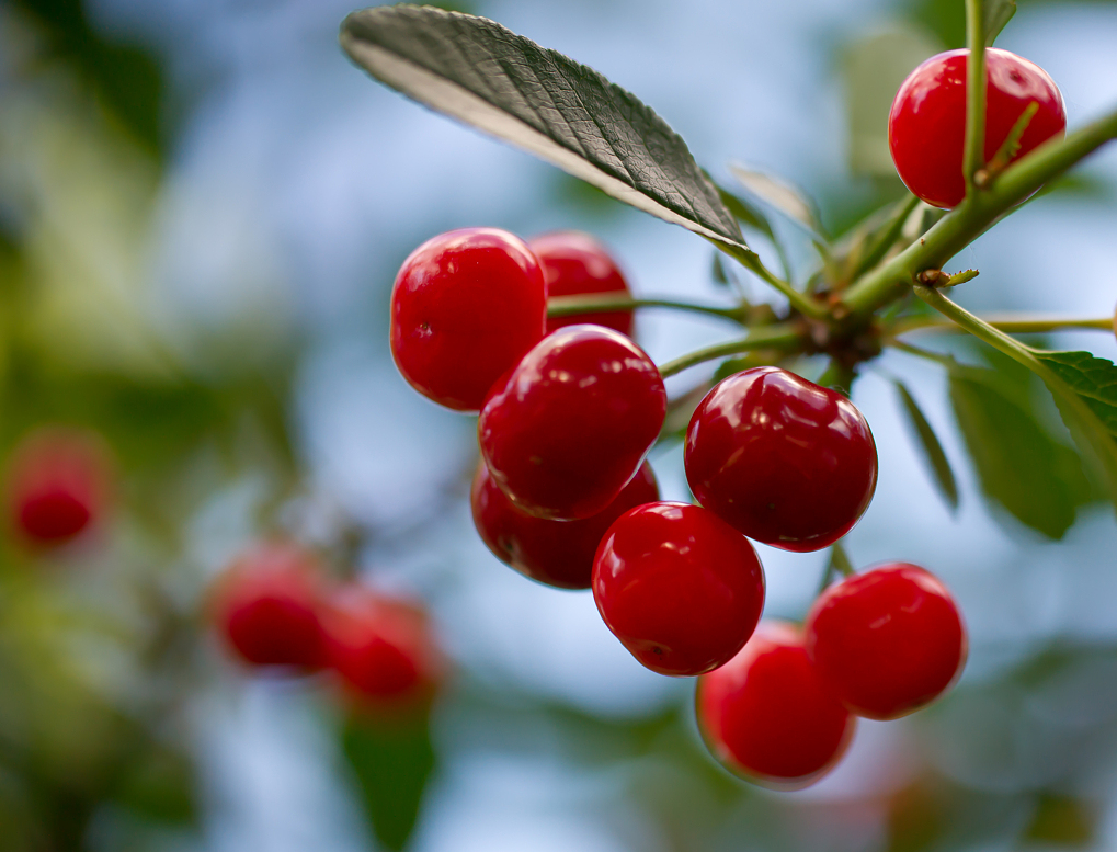 维茨之秘:维c之王——针叶樱桃是怎样的"神仙"水果?