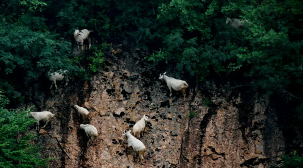 峭壁羊倌总部图片