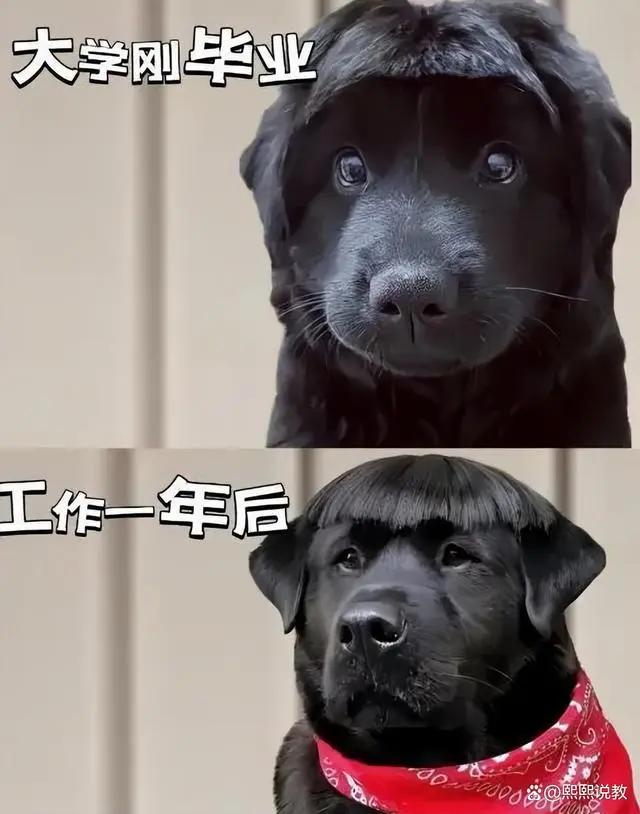 大学生上班前vs上班后,不能说是一模一样,只能说是毫不相干