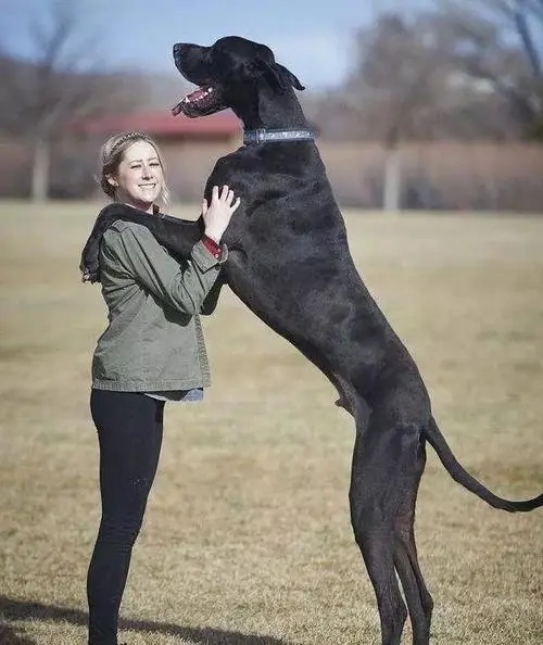 大丹犬最大图片