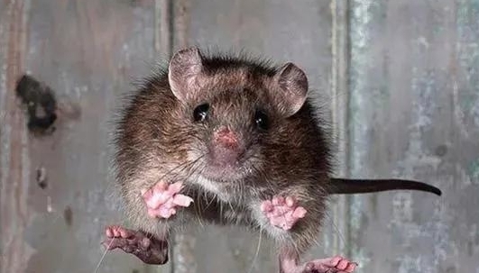 英国巨大老鼠窜上街,居民陷入恐慌