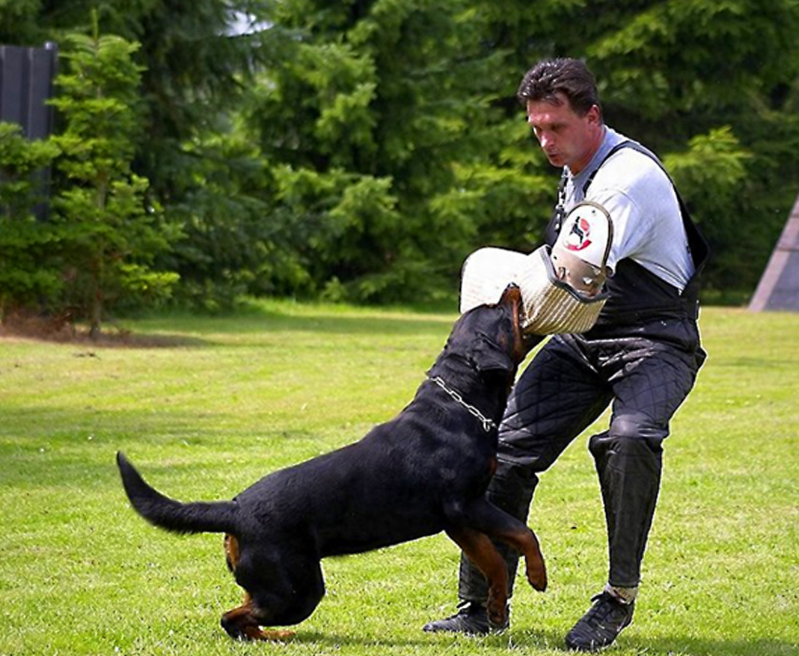 闹大了!成都恶犬主人唐某被抓,视女孩伤情程度或最高可判7年!