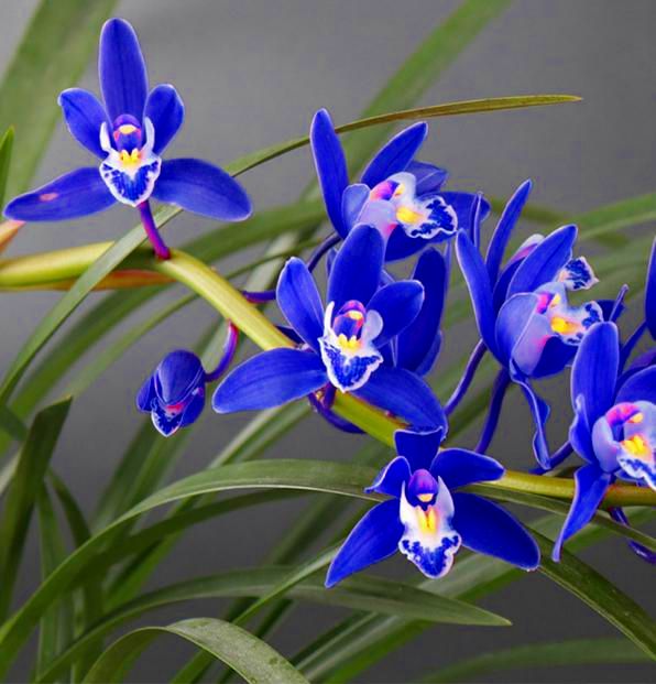难怪老花匠都要养兰花,看看这盆"蓝色"四季兰,藏不住的高雅