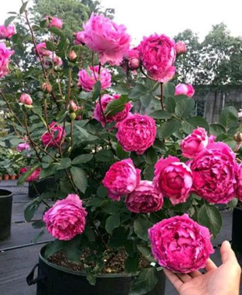 养棵"伊芙酒窖",赏花又闻香,四季都有花赏