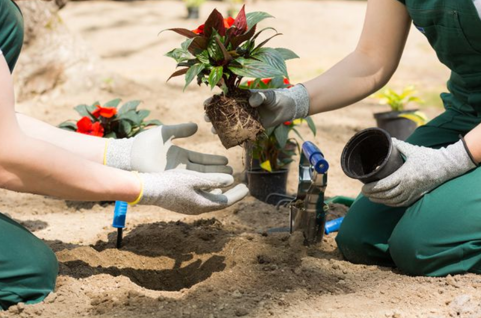 想要学农业,首先推荐园艺技术,学习简单就业率还高