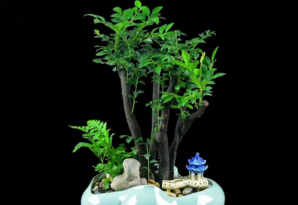 家中养盆小叶紫檀,可驱蚊杀菌,还可提升家居格调