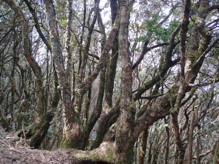 互谦互让,相敬如宾,高黎贡山高山杜鹃奇特的树冠羞避现象