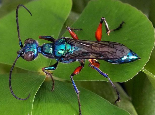 九成人不知道蟑螂的天敌-扁头泥蜂,蟑螂这么可恶的东西有天敌!