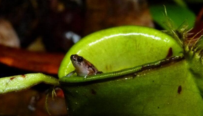 豌豆大小的猪笼草姬蛙,不仅"夜夜笙歌",还把猪笼草当婴儿床!