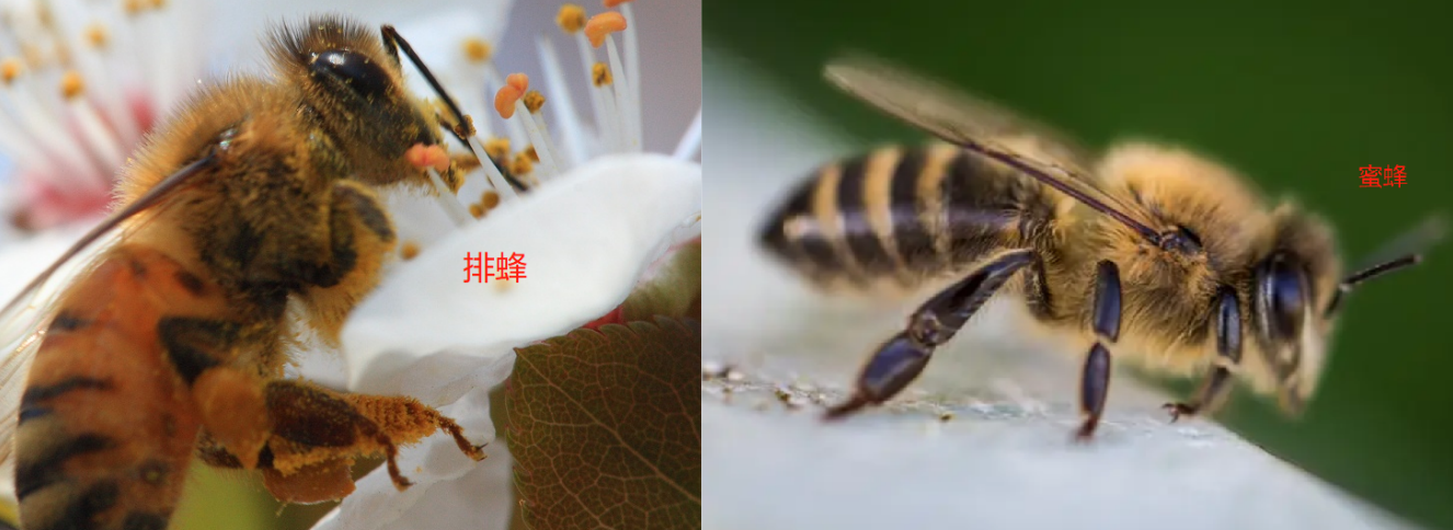 排蜂和蜜蜂的区别