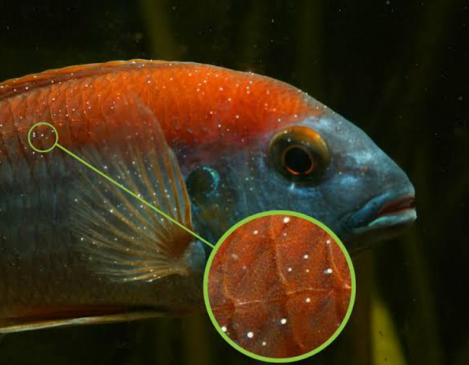 白点病治疗方法,养鱼必备常识!