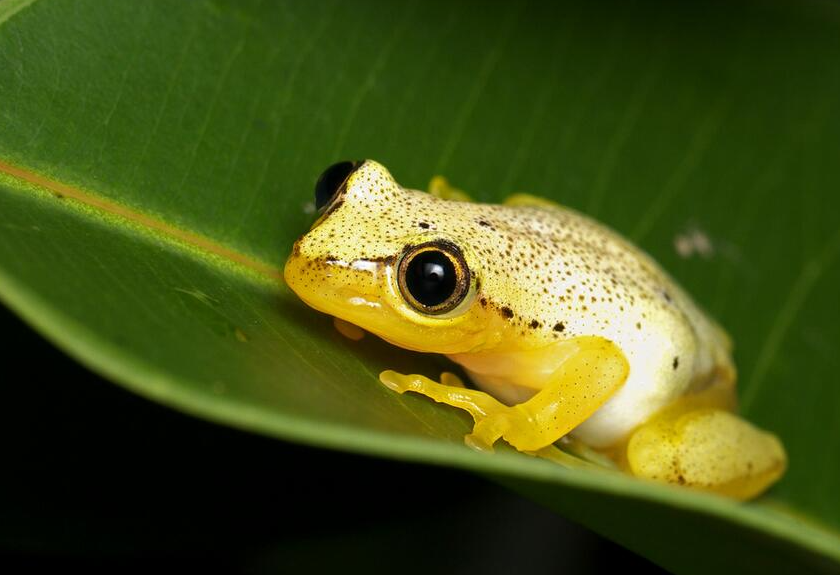 豌豆大小的猪笼草姬蛙,不仅"夜夜笙歌",还把猪笼草当婴儿床!