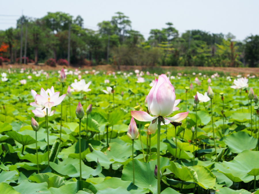 佛山附近花海图片