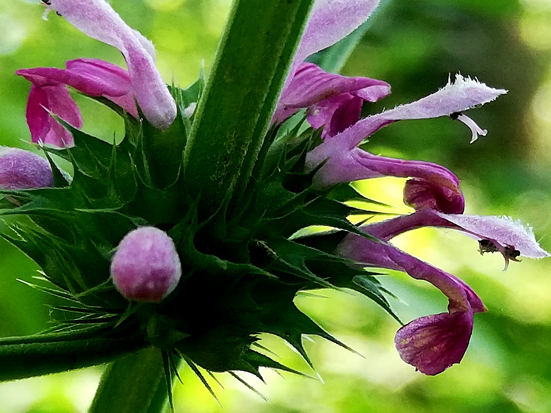 对月草,益母草,月季花图片