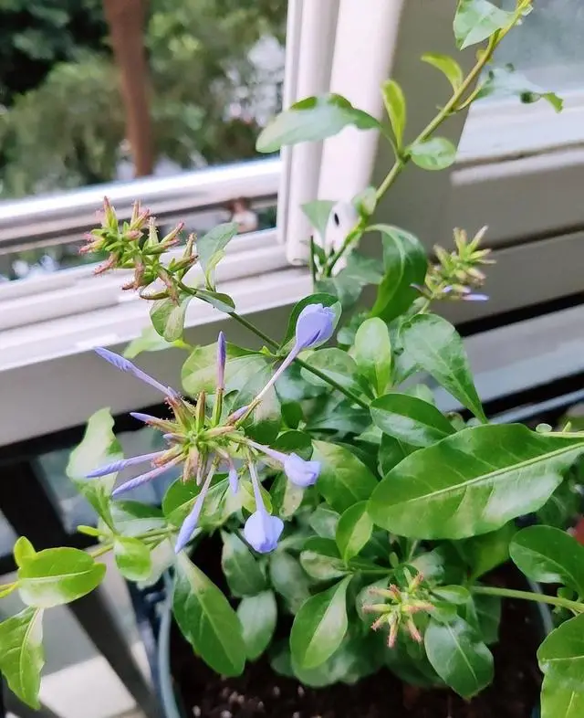 养蓝雪花,做好"3点",来年开花更多,花团锦簇如灿烂花海