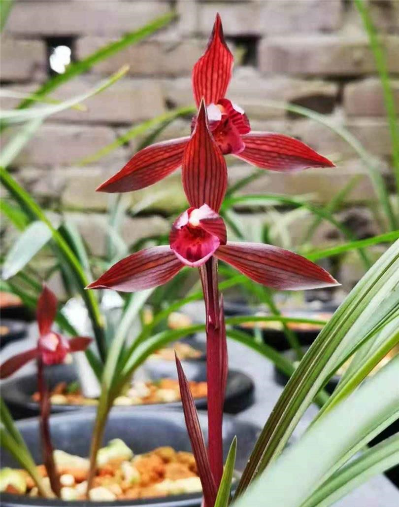 春兰名品——娄山红,花色顶级,香味持久,消失许久后重现江湖