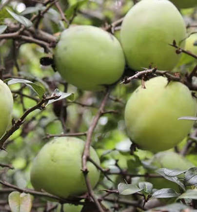 多方比较:番木瓜和木瓜的区别