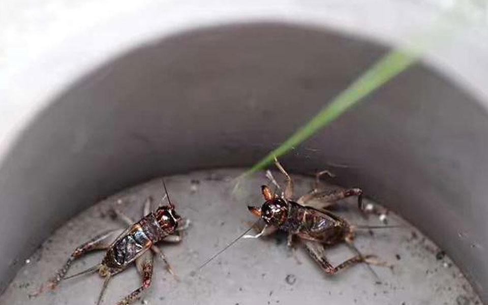 山东大叔抓蟋蟀卖钱,顾客自己上门挑,一下午就能卖2000多