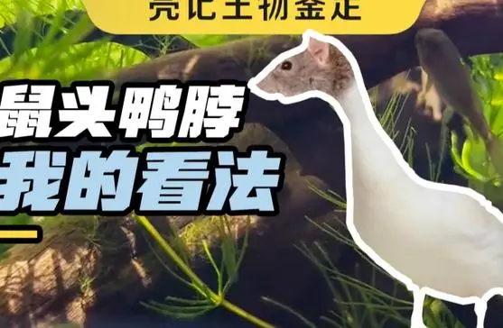 鼠鼠我鴨