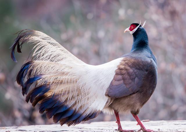 中国的国鸟到底是什么?丹顶鹤没能当上国鸟,原因竟和日本有关?