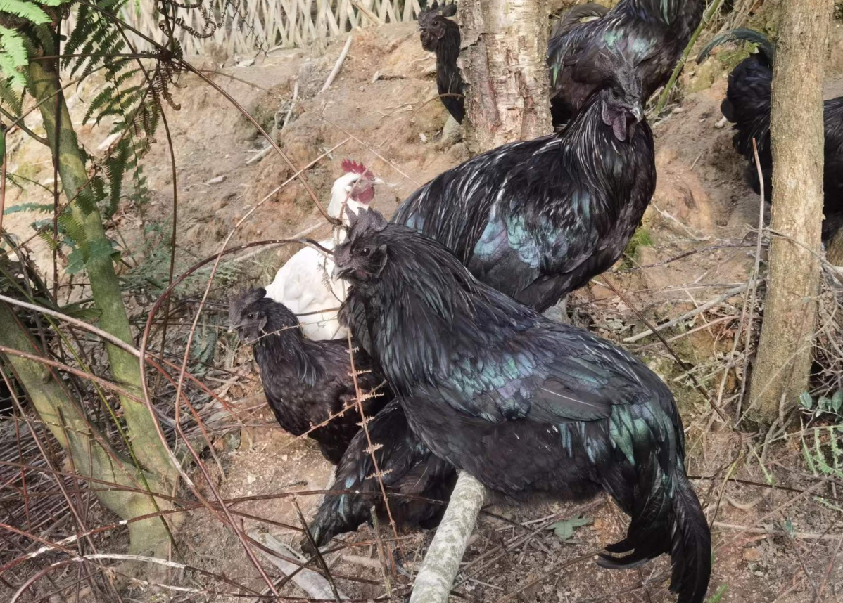 乌鸡六大品种介绍!