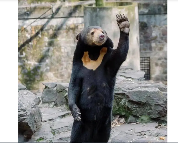 那个熊样儿真像个人!杭州动物园的一头熊火了,熊要有个熊样