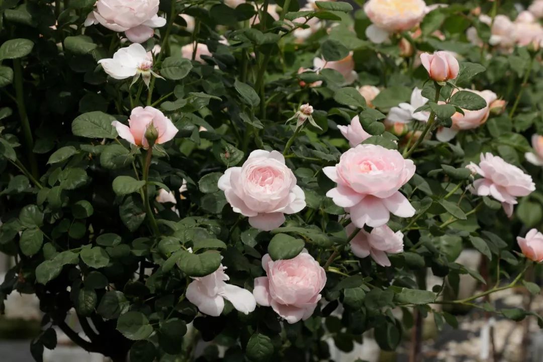 月季花界的"女神—瑞典女王,又美又仙,仿佛像仙女一样