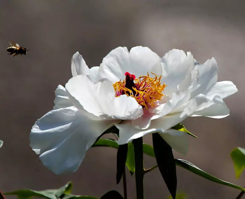 牡丹始祖-凤丹花