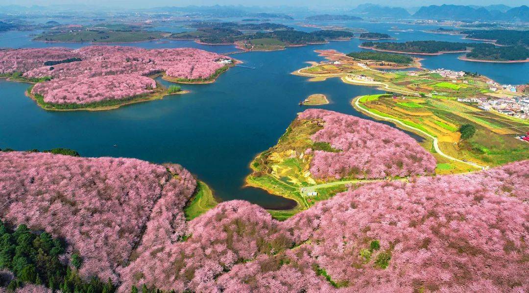 平坝樱花真实照片图片