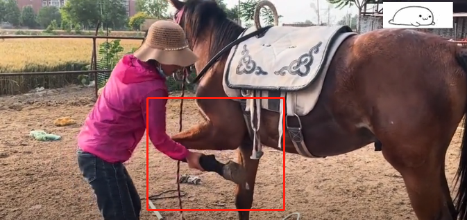 为啥马腿受伤后,出于人道主义,都会对其执行安乐死?