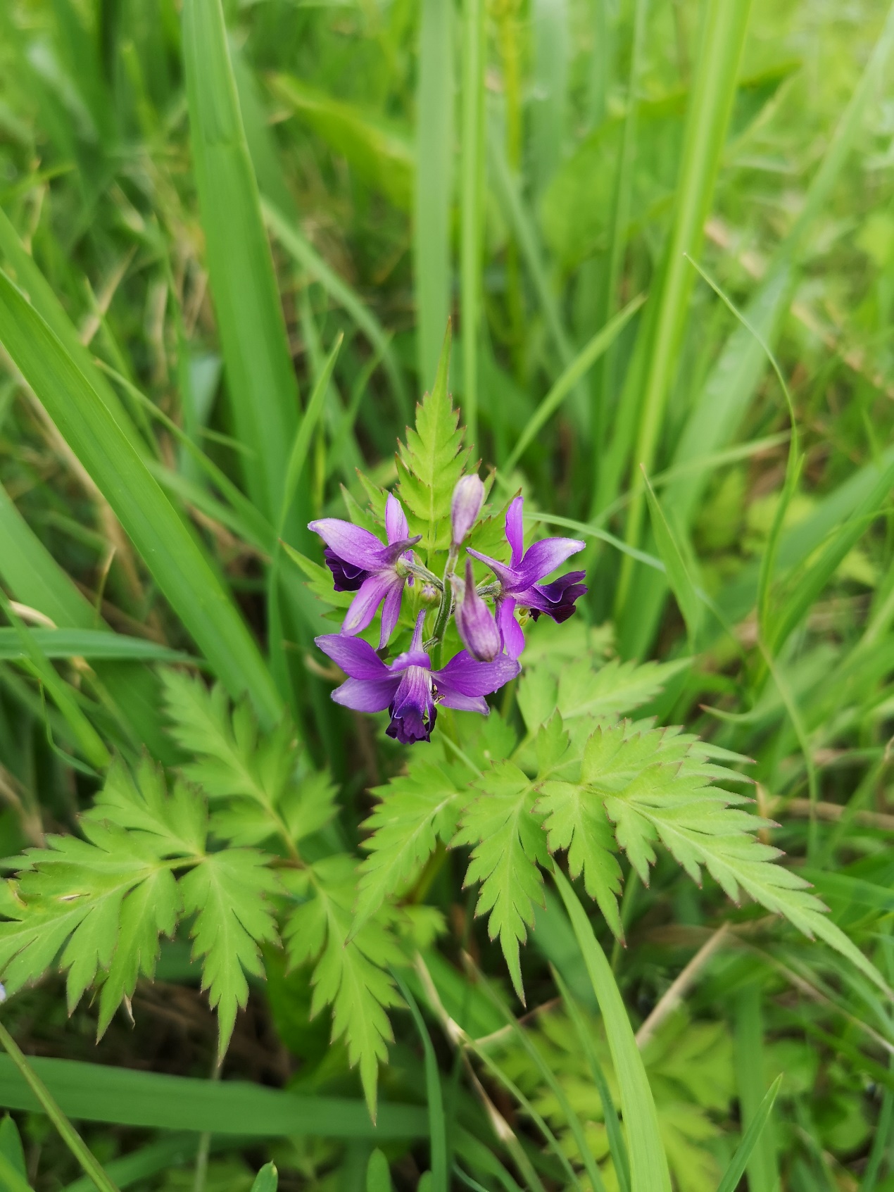 长得像蒿子的还亮草,目前正值花期,不要错过