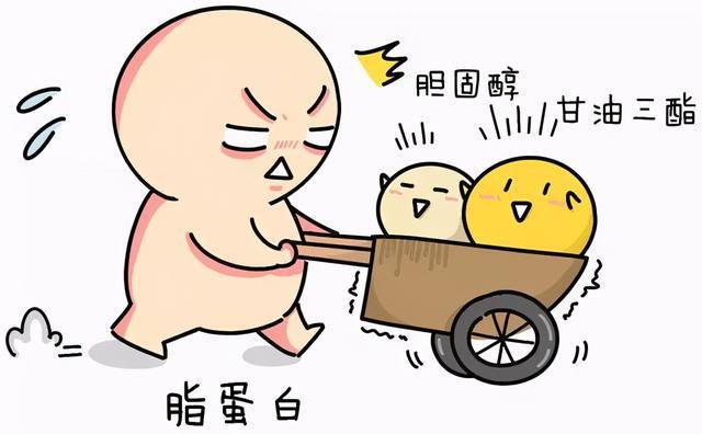 新技术!什么是甘油三酯?"骨肉之情"-第2张图片-浩葵网