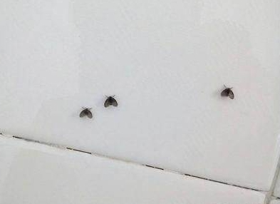 经常在卫生间出现的灰色小飞虫是啥?它的危害超出你想象