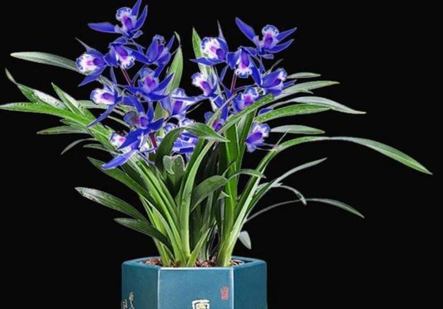 如同蝴蝶般翩翩起舞的醉玲珑,十分惊艳