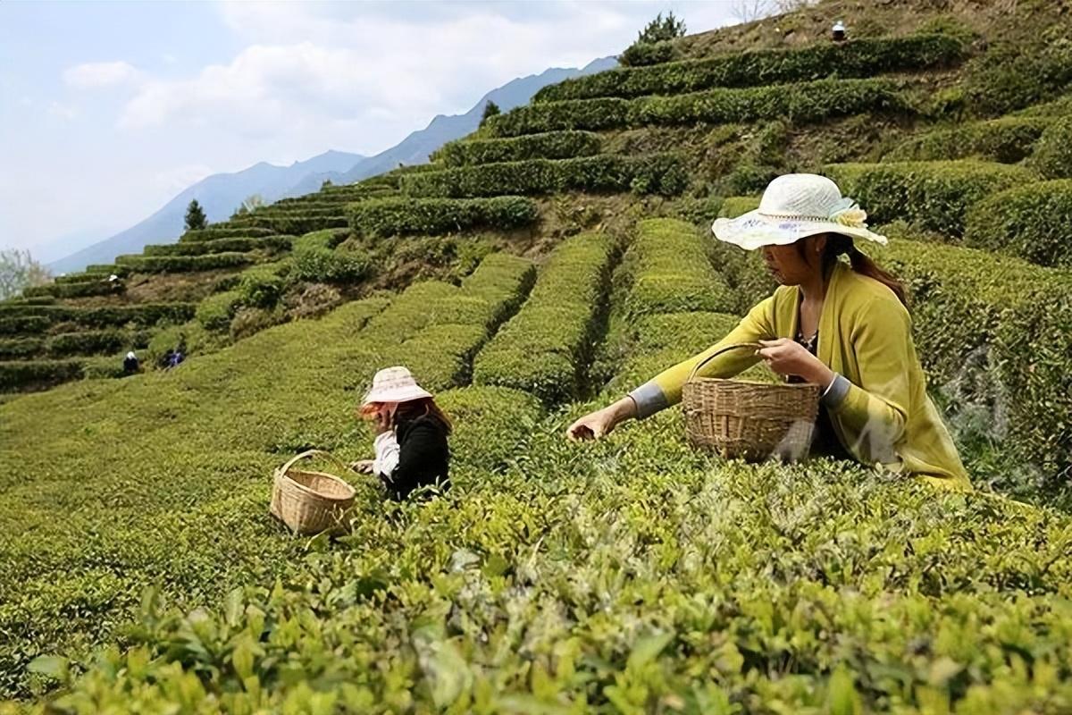 纪实:广东"巨贪"杨思涛:35岁担任军职,在美国有30套豪宅