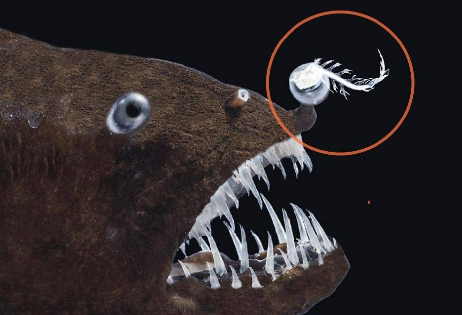 长相炸裂的深海鮟鱇鱼,雄性靠软饭硬吃存活,雌性又靠什么?