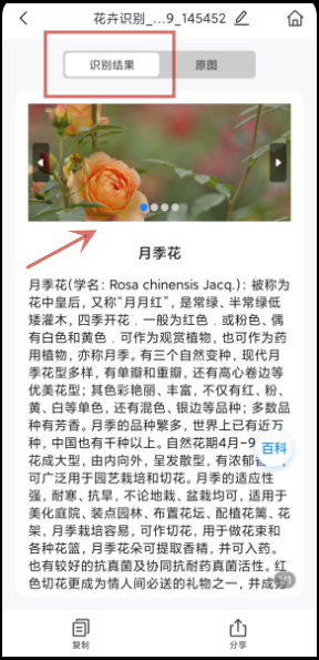 花卉识别扫一扫怎么操作?快速扫一扫识别花卉
