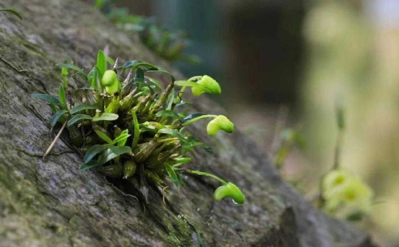 秘境之旅——探索霍山石斛的神奇生长环境