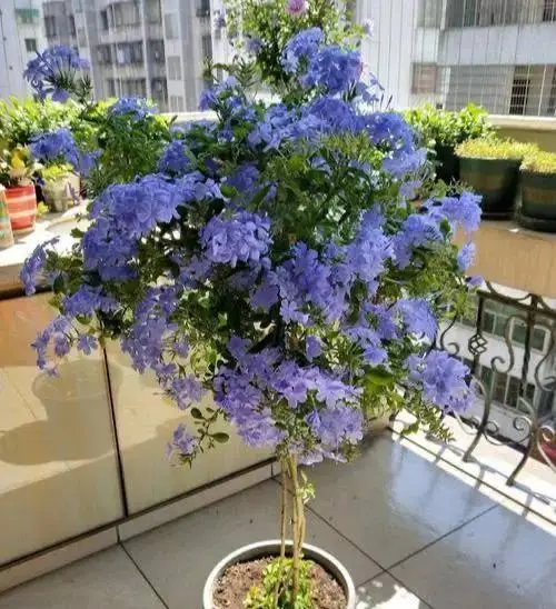 养蓝雪花,做好"3点",来年开花更多,花团锦簇如灿烂花海