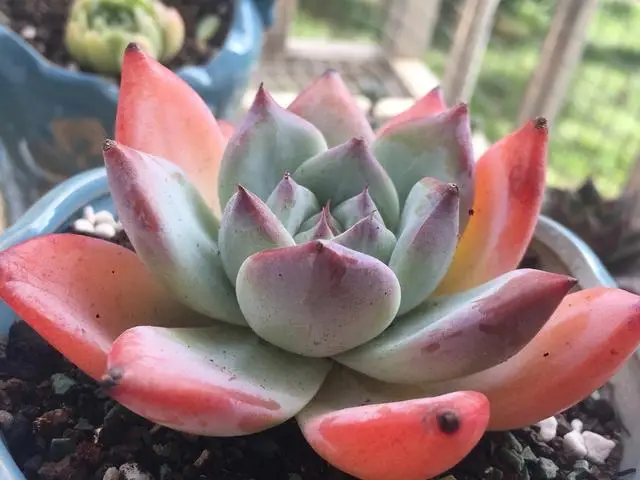 养了好几年的一颗多肉,终于知道它的名字叫野卡,表现优秀值得选