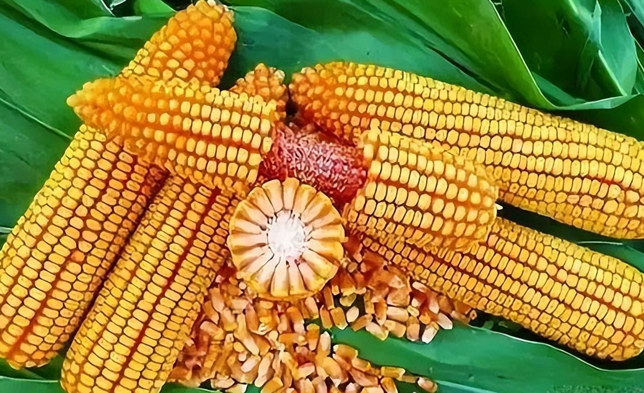 为什么收购商们听到玉米涨价的消息笑了,而百姓们却选择哭泣?