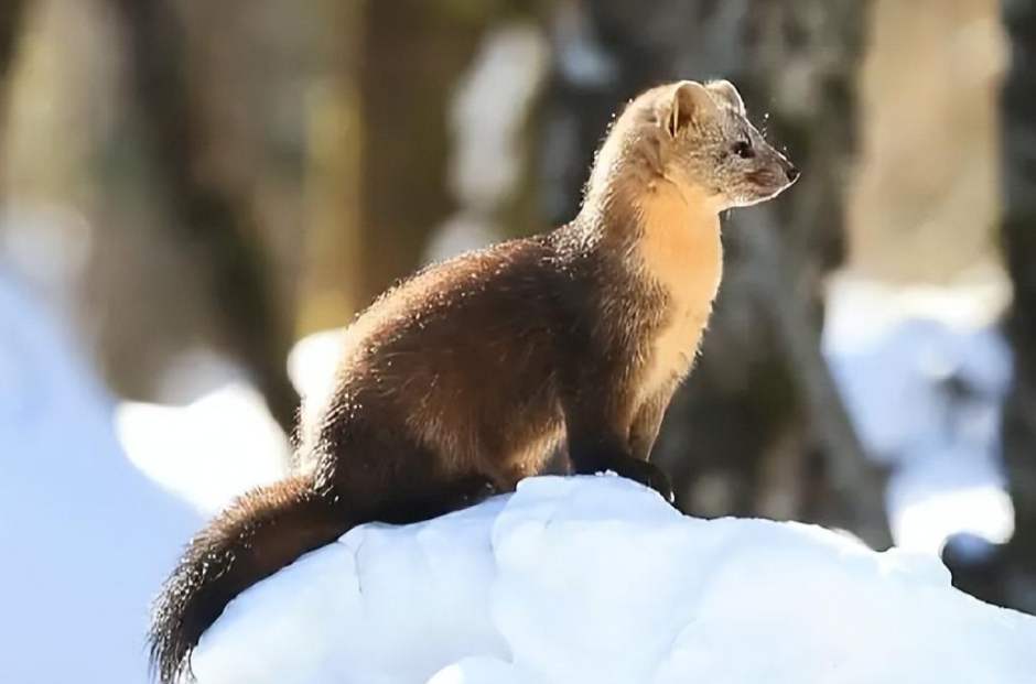 智慧与野性的结合:鼬科动物如何在大自然中立于不败之地