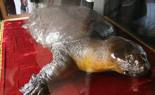 越南国宝千年神龟标本对外展示,神龟头大如牛,真是让人大开眼界