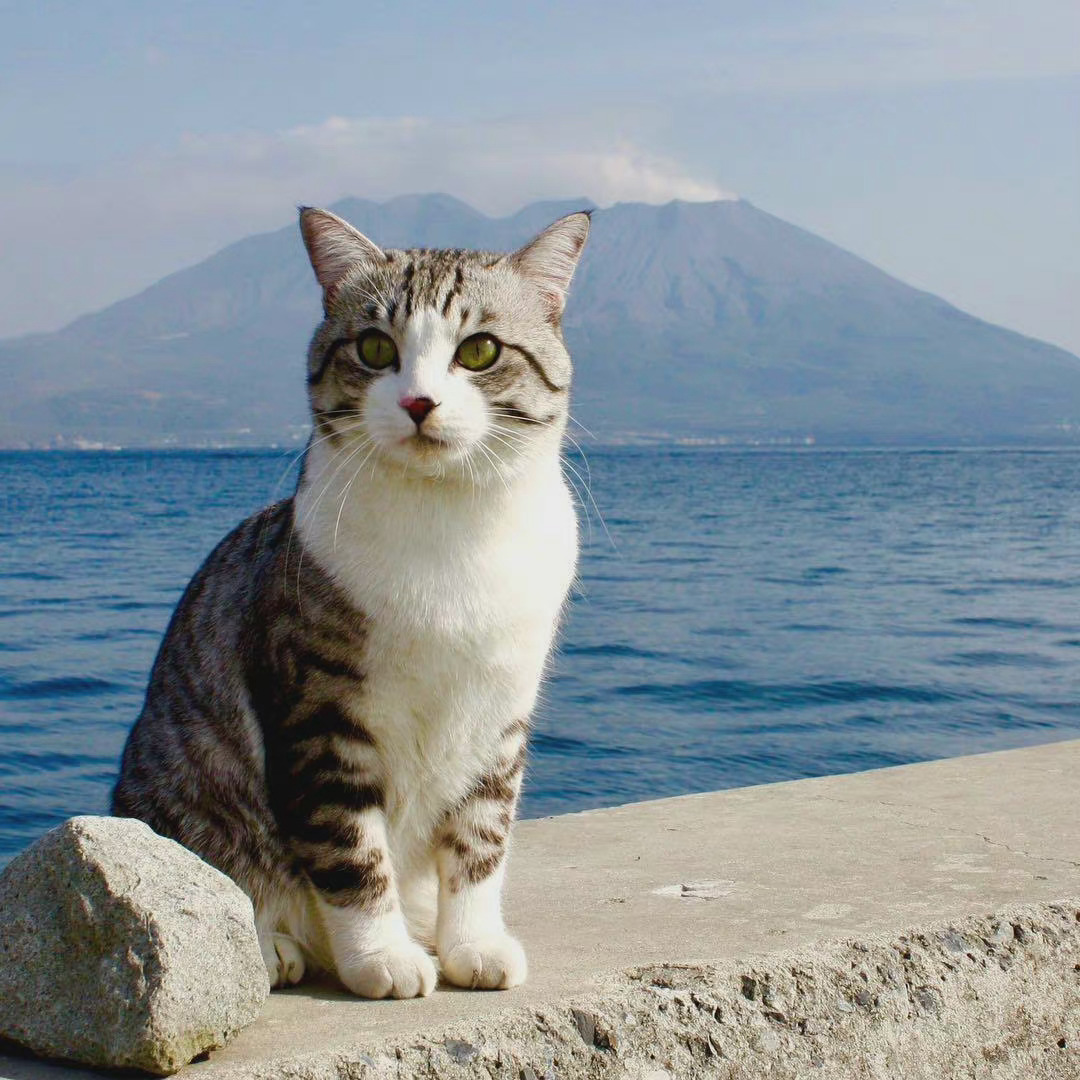 猫咪出行指南:长途旅行必读!