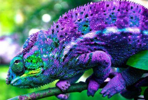 变色龙是如何根据环境进行变化颜色的?