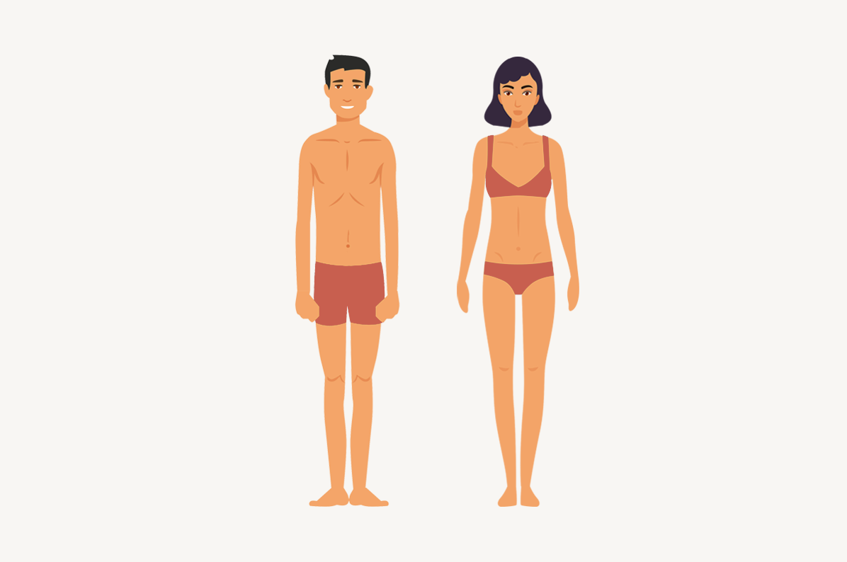 外胚型,中胚型还是内胚型?