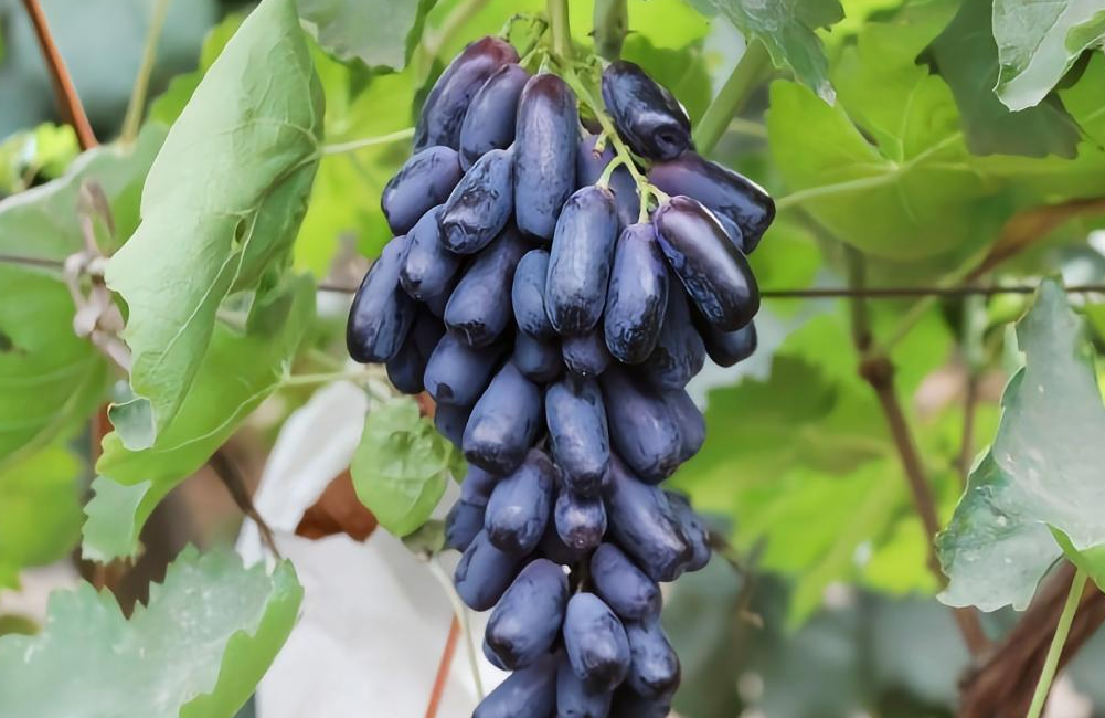 在家可以种的一款蓝宝石葡萄果树不仅耐旱耐寒还能净化空气