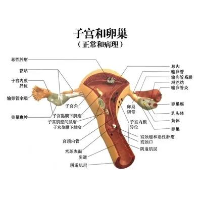 盆腔养护仪守护子宫卵巢健康