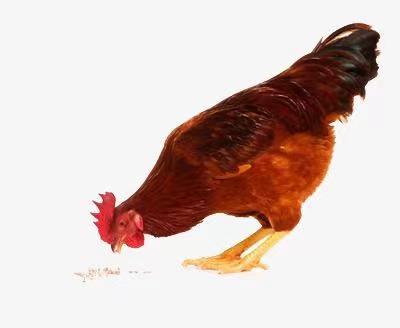 按着鸡头让鸡吃米?教育就像喂鸡一样