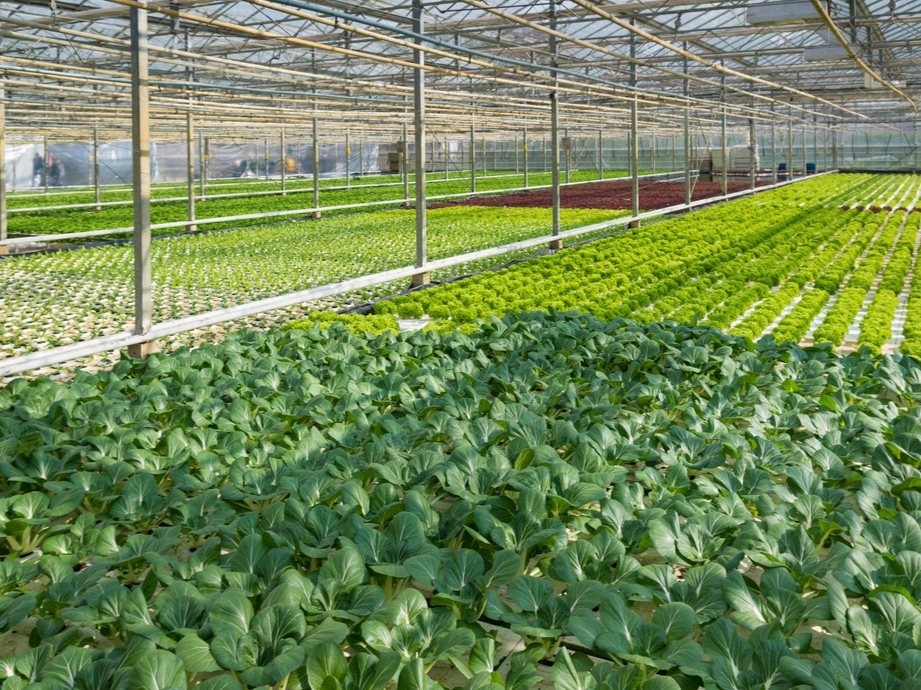 健康绿色有机农作物,农业大棚的使用,让农户种植倍感舒心